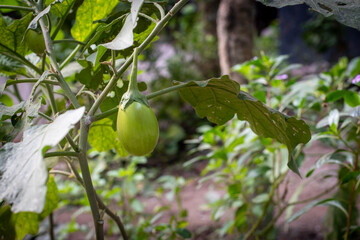 Green Eggplant hanging on plant branch