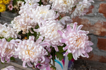 Pink chrysanthemum flower with brick wall background