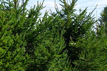 Close-up shot of spruce trees in nature