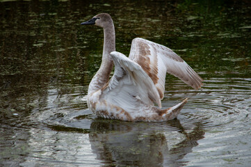 swan on the lake