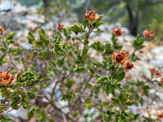 A small shrub found in the Troodos Mountains in Cyprus, probably a rock rose, rockrose. A self-combustible plant with non-combustible seeds
