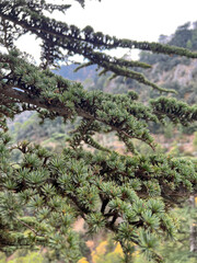 Branches of the Lebanese cedar, cedrus libani.