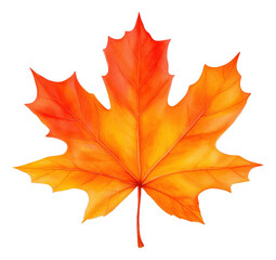 Obraz premium Vibrant orange and yellow maple leaf showcasing autumn colors and details