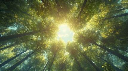 Obraz premium Sunlight Rays in Green Forest