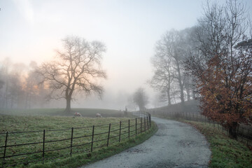 Beautiful atmospheric Autumn sunrise foggy landscape near Loughrigg Tarn in Lake District
