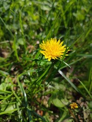 Yellow dandelion flower with vibrant golden petals in green meadow,surrounded by grass wild plants and natural vegetation,blooming during spring,highlighting beauty of nature summer landscape