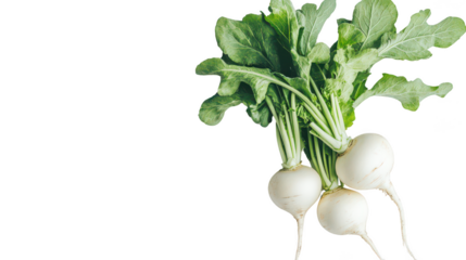 Fresh Radishes and Greens on a White Background
