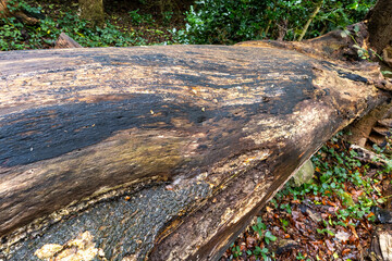 Texture of fallen tree trunk in forest