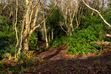 Area of trees in sunlight in natural woodland