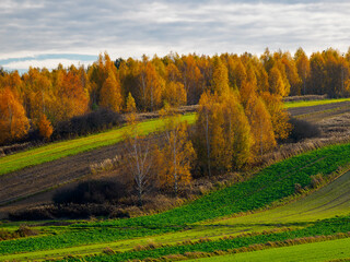 An autumn agricultural landscape. Roztocze. Lublin Voivodeship. Poland. The image depicts a picturesque autumn agricultural landscape. 