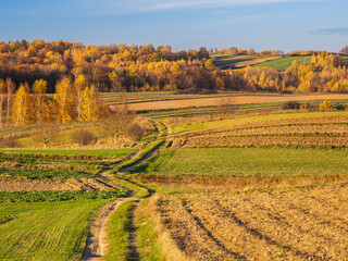 An autumn agricultural landscape. Roztocze. Lublin Voivodeship. Poland. The image depicts a picturesque autumn agricultural landscape. 