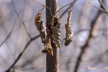 rolled up dry leaves on a branch in the sunlight