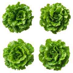 set of green lettuce isolated