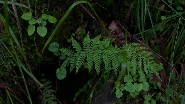 Fern leaves in firest after rain