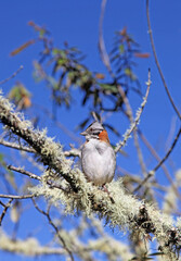 Closeup of a Rufous-collared Sparrow, Machu Picchu Peru
