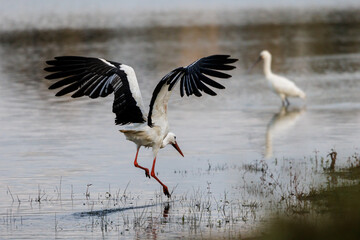 Stork in its natural environment.