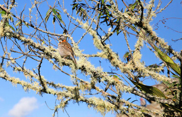 Rufous-collared Sparrow perched in a tree draped with moss, Machu Picchu Peru