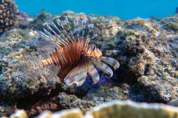Underwater photo from Egypt