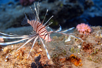 Underwater photo from Egypt