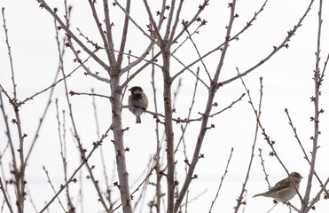 Sparrows sit on leafless branches against a white sky