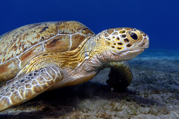 Obraz premium Underwater photo from Egypt