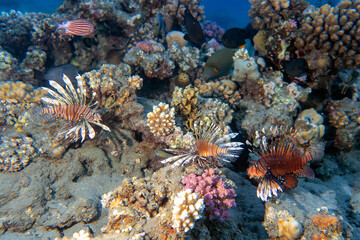 Underwater photo from Egypt