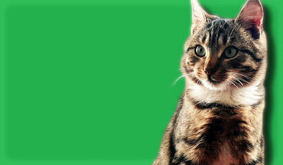 portrait of a cat
