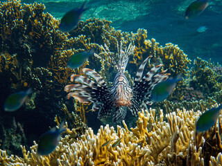 Underwater photo from Egypt.