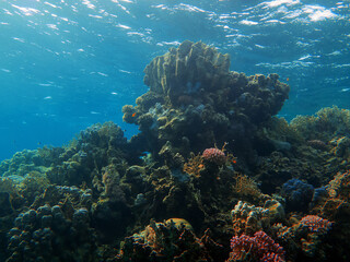 Obraz premium Underwater photo from Egypt.