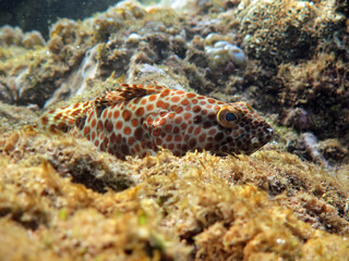 Underwater photo from Egypt.