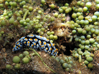 Underwater photo from Egypt.