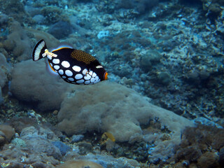 Underwater photo from Egypt.