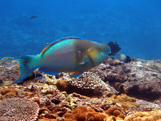 Fototapeta premium Underwater photo from Egypt.
