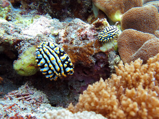 Underwater photo from Egypt.