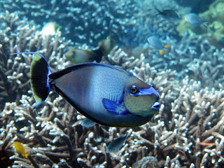 Underwater photo from Egypt.