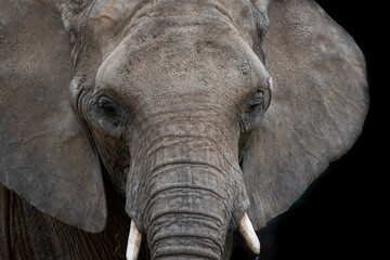The African Bush Elephant (Loxodonta africana), also known as the African Savanna Elephant.