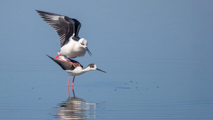 Black-winged stilts mating pair