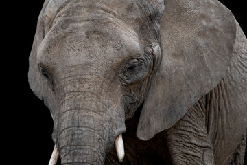 The African Bush Elephant (Loxodonta africana), also known as the African Savanna Elephant.