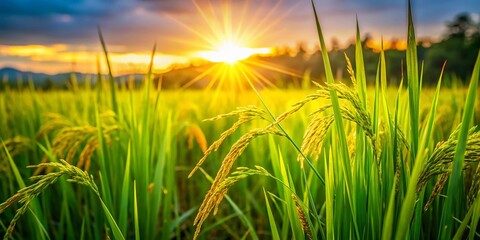 Fototapeta premium Lush Green Rice Fields with Wild Grass and Sunlight Flares Creating a Serene and Inviting Landscape for Nature Enthusiasts and Photographers Alike