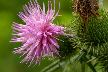 Gros plan sur une fleur de chardon mauve sur un fond vert