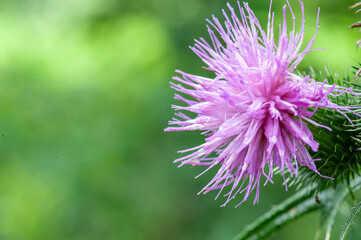Gros plan sur une fleur de chardon mauve sur un fond vert