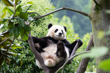 Happy Little Panda Relaxing on the High Tree, Wolong Panda Base, China