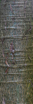 Beautiful close-up of the bark of vasconcellea cundinamarcensis