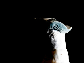 Mushroom on a black background