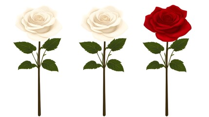 Fototapeta premium Romantic floral arrangement of white and red roses studio digital art minimalist close-up beauty