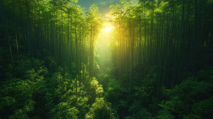Obraz premium Golden Rays in a Bamboo Forest