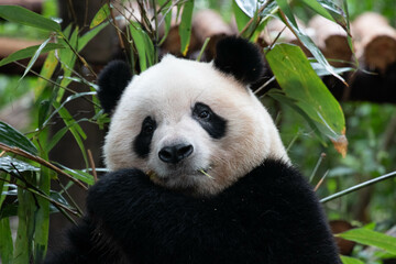 A Portrait of Panda, Qi Yi, Chengdu , China