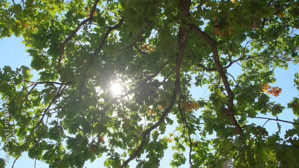 Poster upward glance to sun rays shines through forest trees. scattered sunlight that filters through green