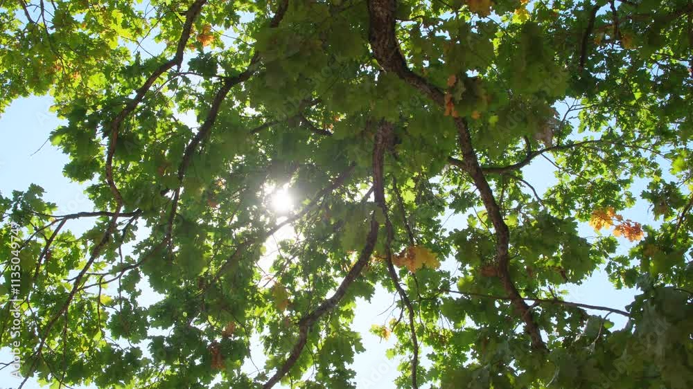 Poster upward glance to sun rays shines through forest trees. scattered sunlight that filters through green