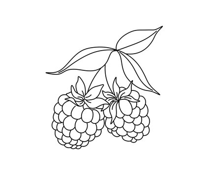 Vector isolated raspberry berry doodle tattoo sketch  colorless black and white contour line easy drawing
